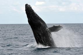 Humpback Whale Wal Marine Life