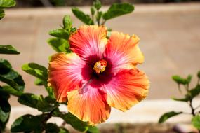 Hawaii Flower Garden