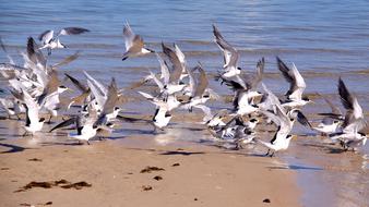 Sea Birds