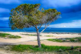 Tree Beach Sea