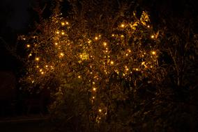 Diwali Lights on tree