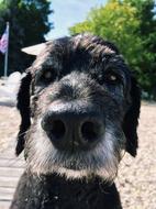 Dog Canine Goldendoodle