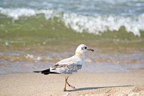 Sea Beach Birds