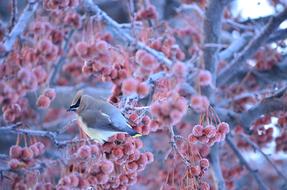 Winter Bird Frozen