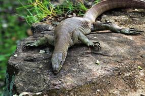 Nature Iguanas Reptiles