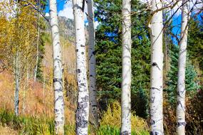 Aspen Color Autumn