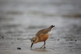 Wildlife Bird Water