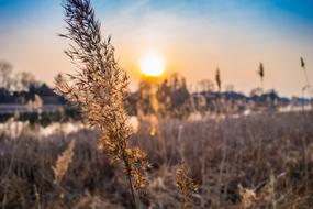 Spica Grass Sunset