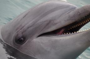 The Dolphin Swimming Sea