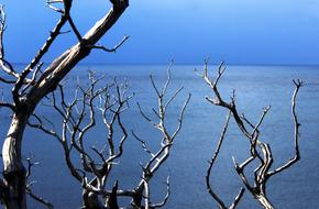 Wood Tree Sun