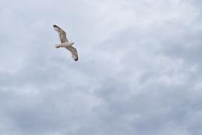 Gull Sea Bird