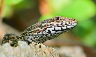 Nature Lizard Reptile