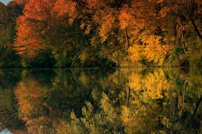 Pond Trees Landscape