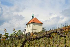 Vineyard Prague Czechia