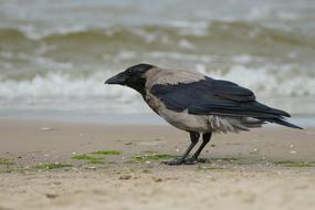 Crow Bird Nature
