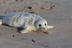 Seal Pup Beach