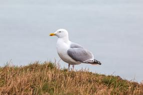 Seagull bird on hill