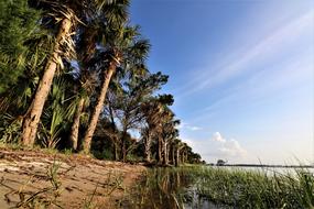 River Palm Grass