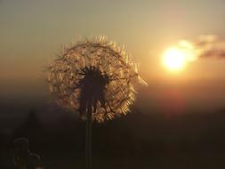 Dandelion at Sunset Backlighting