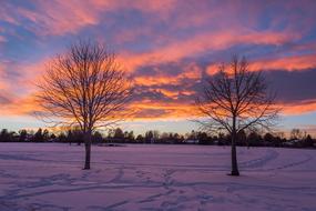 Tree Nature Dawn