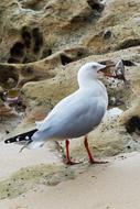 Bird Nature Sea