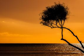 Sunset Tree Silhouetted