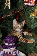 Kitten New YearS Eve Christmas