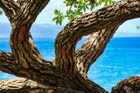 Nature Tree Travel