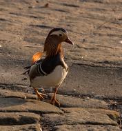 Mandarin Ducks Evening Light