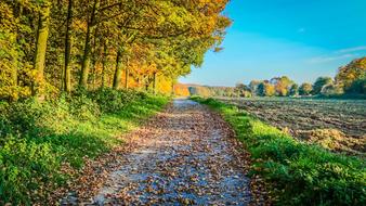 Autumn Sunset Path forest
