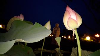 Flower Lotus at evening