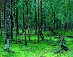 trees in a green forest in Poland