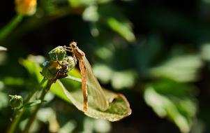 Dragonfly Water Green