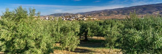 Landscape Travel Olive Trees