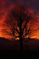 Single Tree Solitary Sunset