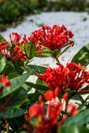 red Flower Ixora in Garden