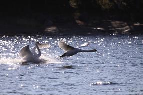 Water Swimming Wildlife