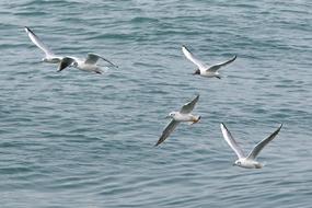 Birds Seagull Nature