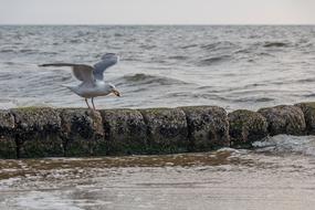seagull on a stone breakwater in the North Sea