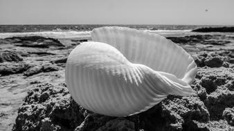 Seashell Beach Shell