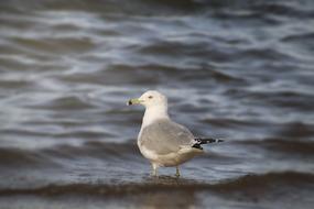 white seagull at the water's edge