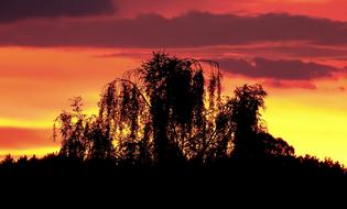 Tree Sunset Landscape