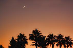 moon and palm tops silhouettes