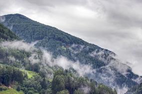 Forest Fog Mountain