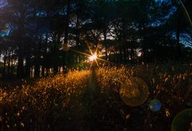 Sunset Backlighting Forest