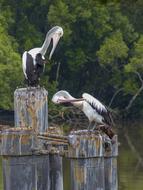 Australian Pelican Water Bird