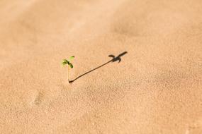 White Sand Beach