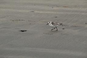 Beach Bird Water