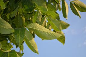 Leaves Tree Nature