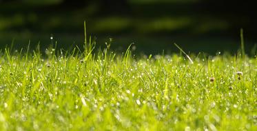 wet Clover Grass